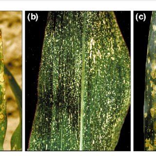 Phenotypes Of Inflorescence Sex Determination Mutants Of Maize Both