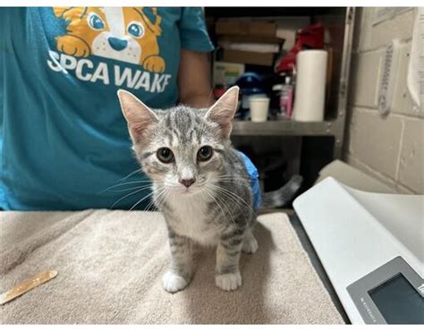 Raleigh Nc Domestic Shorthair Meet Twinkle A Pet For Adoption