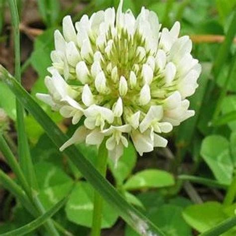 Dutch White Clover Seed For Lawn Etsy