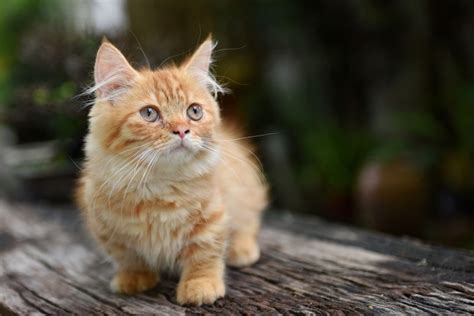 115 Small Cat Names for the Littlest Kitty Breeds | Hepper