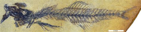 New Genus Discovered Paleontologists Unearth 18 Million Year Old Goby