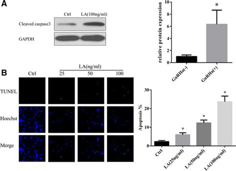 Leuprolide Acetate Induces Eutopic Endometrial Epithelial Cell Download Scientific Diagram