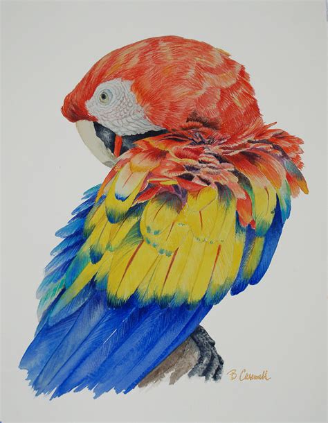 Scarlet Macaw Painting By Barbara Carswell Fine Art America