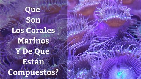 🔵 Que Son Los Corales Marinos Y Como Se Forman Guía Básica Para