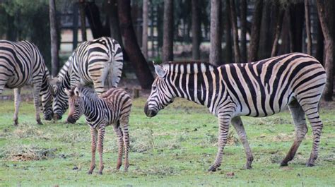 Dubbo Zoos Baby Earning His Stripes Central Western Daily Orange Nsw