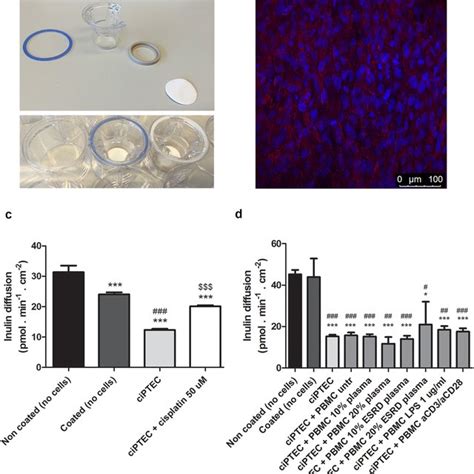 Epithelial Cell Monolayer Formation And Transepithelial Barrier