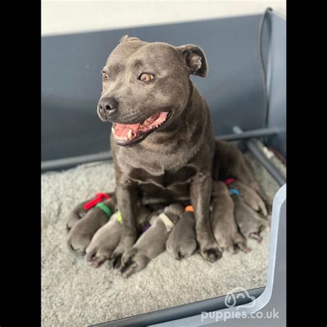 Staffordshire Bull Terrier Sale Liverpool Merseyside Kc Reg