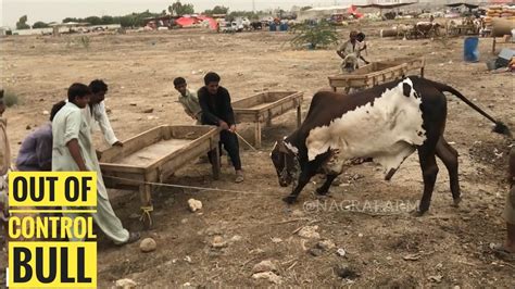 Khatarnak Bull Out Of Control During Unloading Qurbani Bull Bhag Gaya