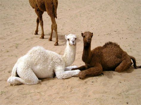 Albino And Melano Camel Baby Camel Baby Animals Albino Animals