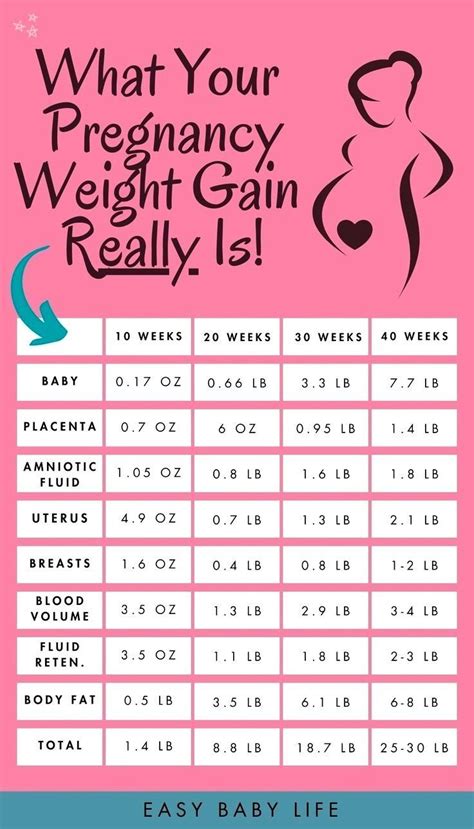 The Weight Gain During Pregnancy A Fascinating Breakdown Pregnancy