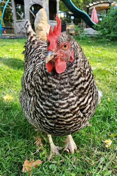 Top Chicken Breeds That Lay Pink Eggs With Pictures