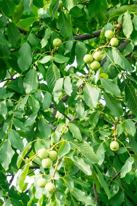 fruit   nut grows   tree stock photo image  branch