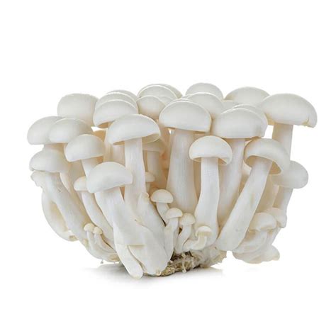 Shimeji White Mushroom Wholesale Export Cultivation