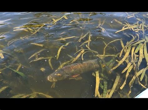 Fishing South Florida Teaser Canal Monsters Lurking Youtube