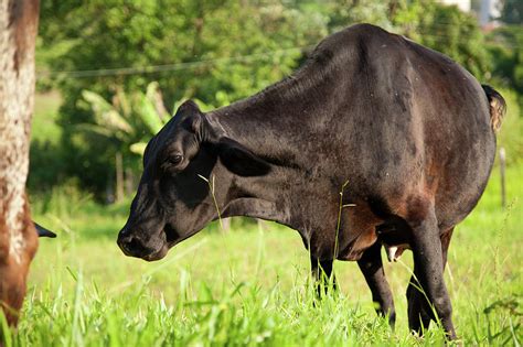 Grazing Photograph By Celso Diniz Fine Art America