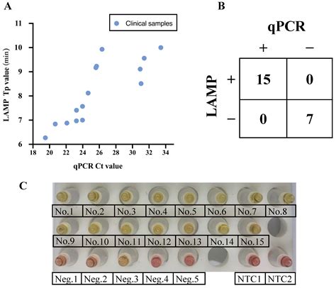 Viruses Free Full Text Development Of A Novel Loop Mediated