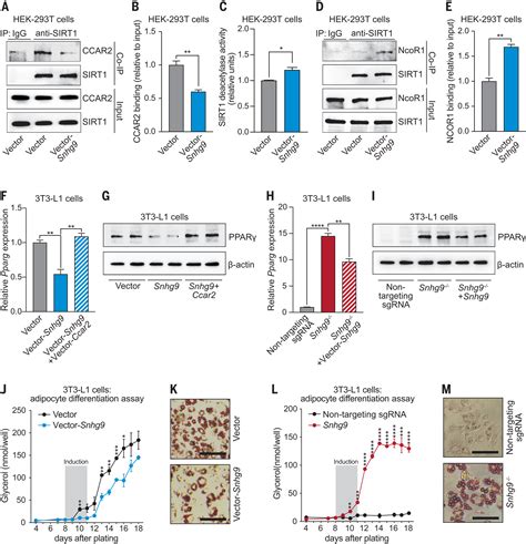 The Gut Microbiota Reprograms Intestinal Lipid Metabolism Through Long