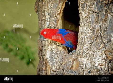 Eclectus Parrot Female In Hollow Eclectus Roratus Stock Photo Alamy