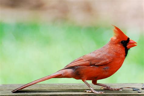 Bosque Despierto Cardenal Rojo