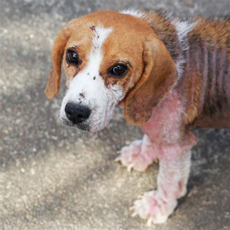 Demodex En Perros Tratamiento Causa Y Contagio Veterinaria