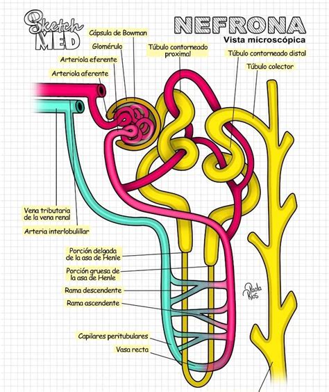 Sketch Med Dra Paola Rios On Instagram Esquema De Nefrona