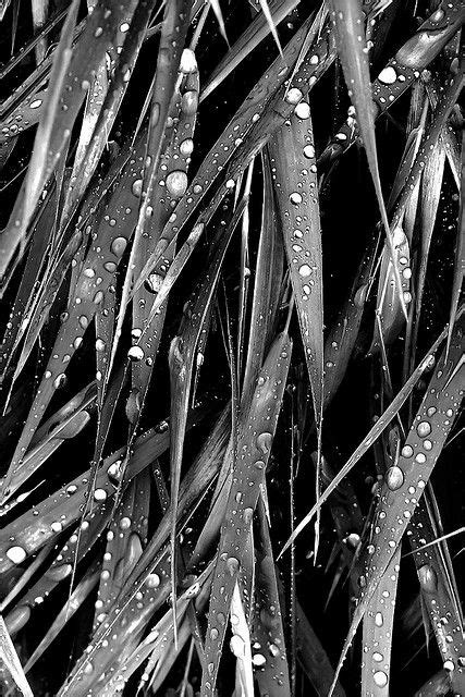 Its Raining Bandw Textures Patterns Black And White Rain