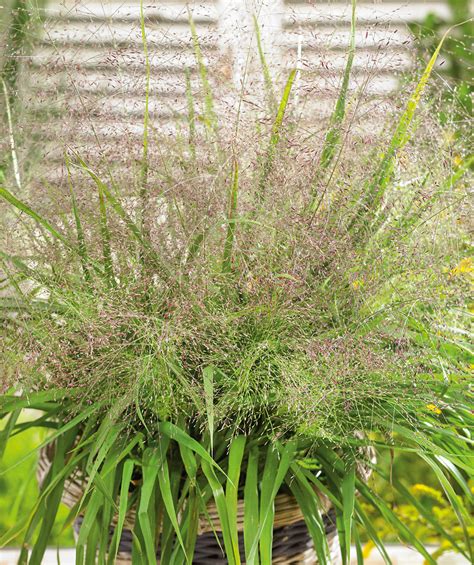 Purple Lovegrass Bower And Branch