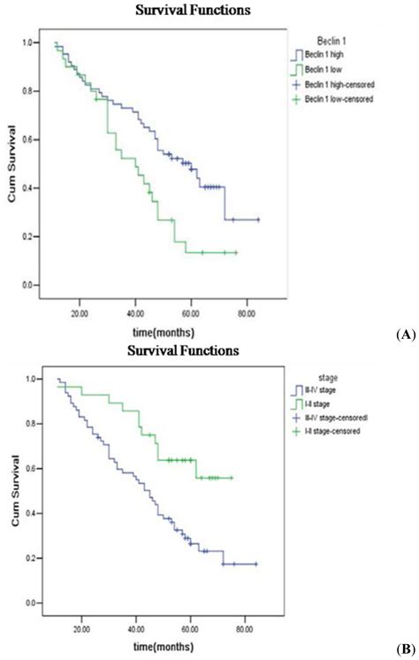 Ijms Free Full Text Beclin 1 Expression In Ovarian Tissues And Its