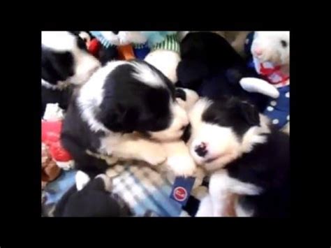 Bearded Collie Gremontree Yvonne S Puppies Days Old Youtube