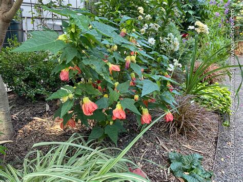 Abutilon 'Nuabtang'