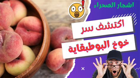 اكتشف سر خوخ البوطباڨية مذاق فاخر من قلب الصحراء وإنتاج يدهش YouTube