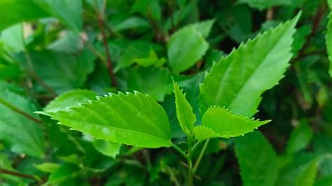 Sesame Leaves Stock Photos Images And Backgrounds For Free Download