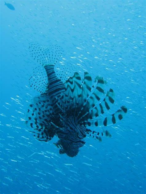 A Majestic Lion Fish Frolicking In The Blue Lagoon Lion Fish Fiji