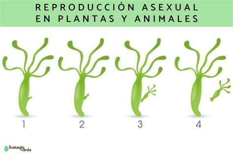 Reproduccion Asexual En Humanos