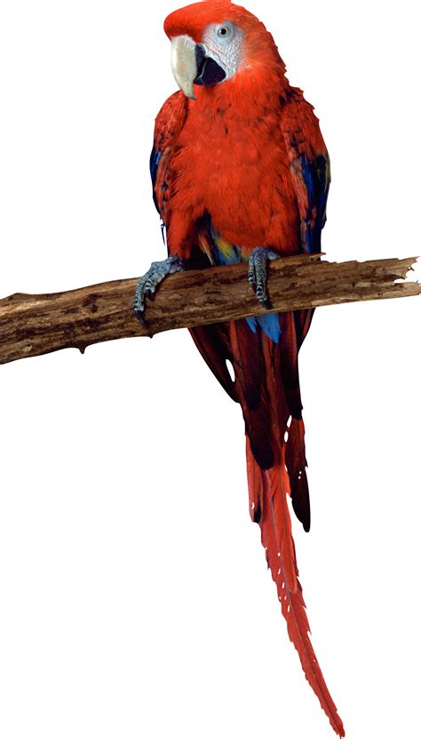 Parrot Png Transparent Parrotpng Images Pluspng Images