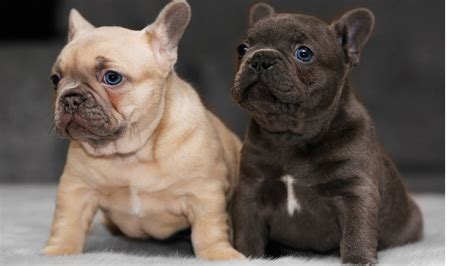 Lilac Fawn French Bulldog Puppy Pearl Youtube