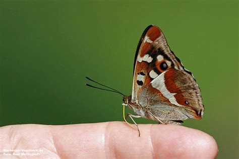 Marburger Vogelwelt De Gro Er Schillerfalter Purple Emperor