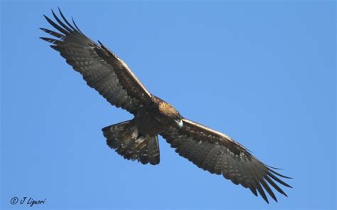 Golden Eagle Migration in PA by Anna Fasoli | Nemesis Bird