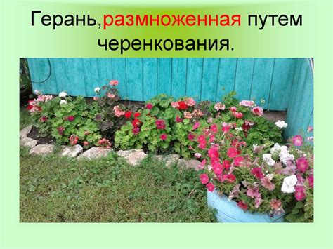 Селекция растений. Генетика и селекция - презентация онлайн