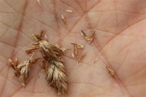 Pointed Broom Sedge Carex Scoparia Observed By Andrewhipp On July 13