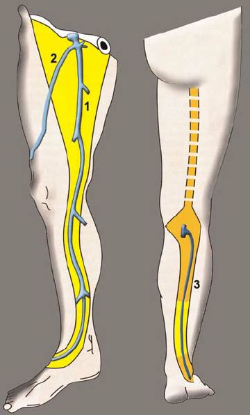 Great Saphenous Vein Anatomy