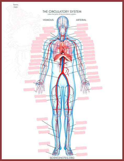 Human Circulatory System Diagram Worksheet