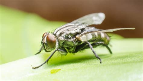 How to get rid of cluster flies - Cottage Life