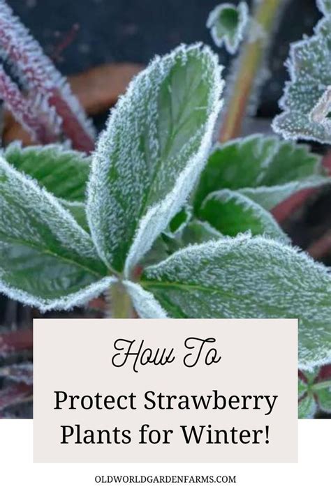 How To Protect Strawberry Plants For Winter In Pots Or In The Ground