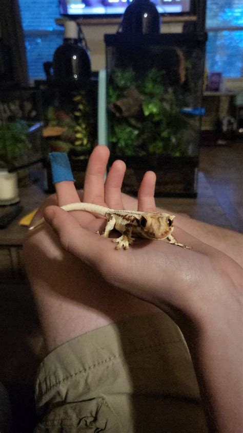 My Baby Phantom Rcrestedgecko