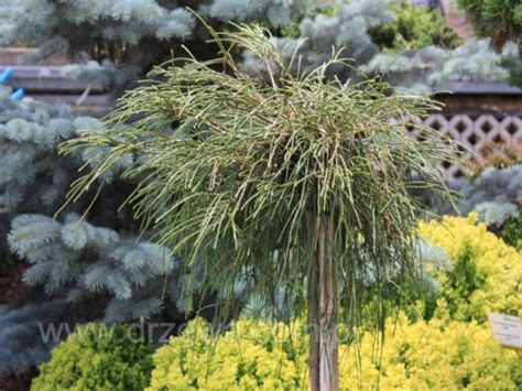 Ywotnik Olbrzymi Whipcord Na Pniu Thuja Plicata Sadzonki W