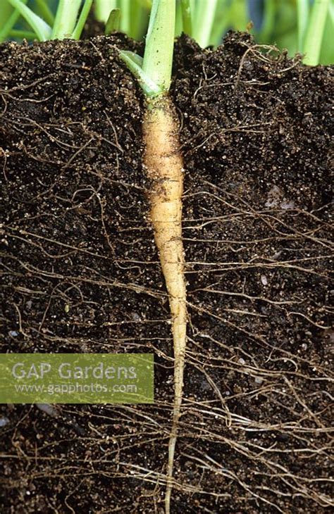 Gap Gardens Showing Carrot Root System Example Of Tap Root Image