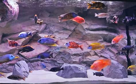 african cichlid species  guide    popular types