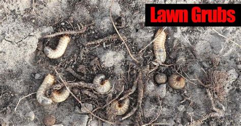 Lawn Grubs 7 Steps For Getting Rid Grub Worms In Your Yard