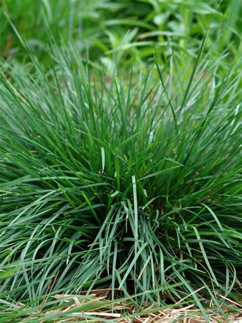 Deschampsia Cespitosa Goldtau